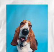 Basset Hound T Shirt Portrait WHITE Dog T Shirt Portrait T Shirt