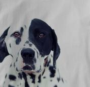 Dalmatian T Shirt Portrait GRAY Dog T Shirt Portrait T Shirt
