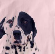 Dalmatian T Shirt Portrait PINK Dog T Shirt Portrait T Shirt