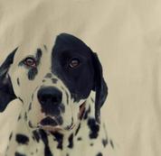 Dalmatian T Shirt Portrait TAN Dog T Shirt Portrait T Shirt